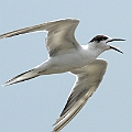 Common Tern<br />Canon EOS 7D + EF300 F2.8L III + EF1.4xII Common Tern<br />Canon EOS 7D + EF300 F2.8L III + EF1.4xII